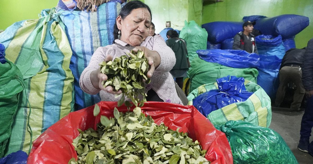 Hoja De Coca En Bolivia, De Símbolo Cultural A La Búsqueda De ...