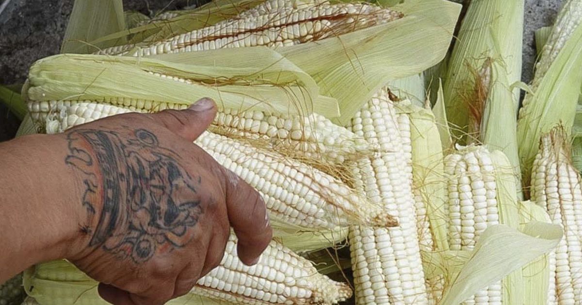 Va México por aumentar la producción de maíz blanco no transgénico