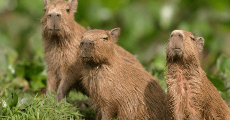Capibara Fest 2025 llega a la Condesa con actividades, menú temático y rifa benéfica para ayudar a felinos necesitados
