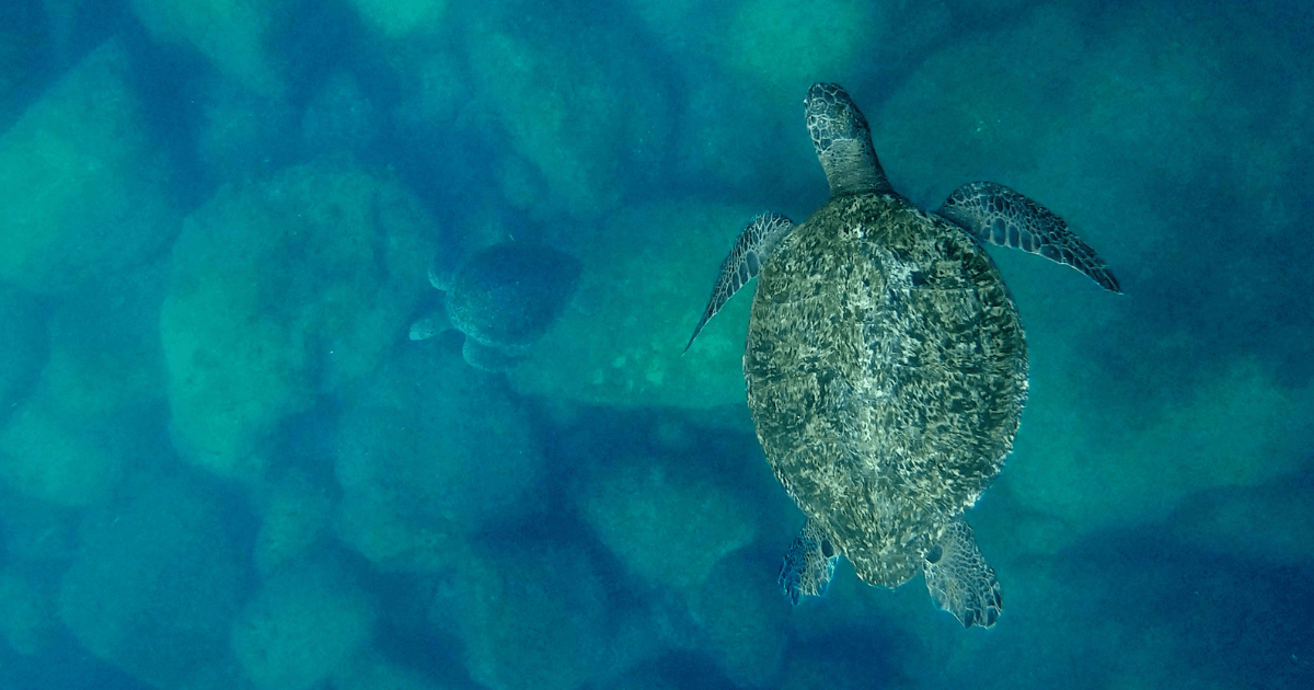 El Llanto de las tortugas
